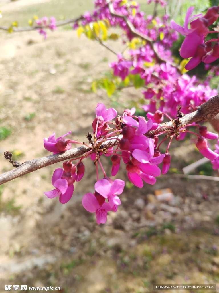 紫荆花