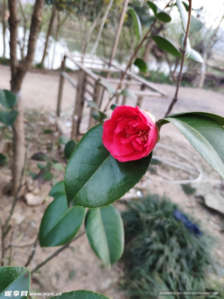 茶花
