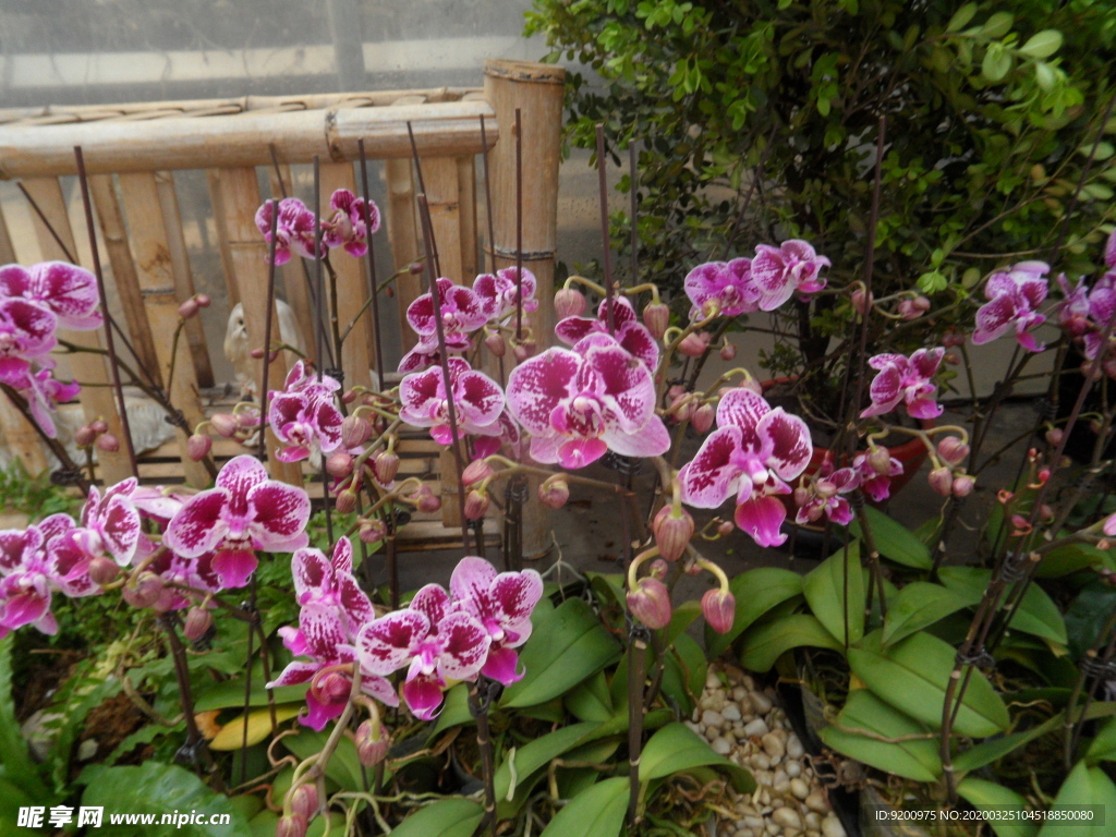 花