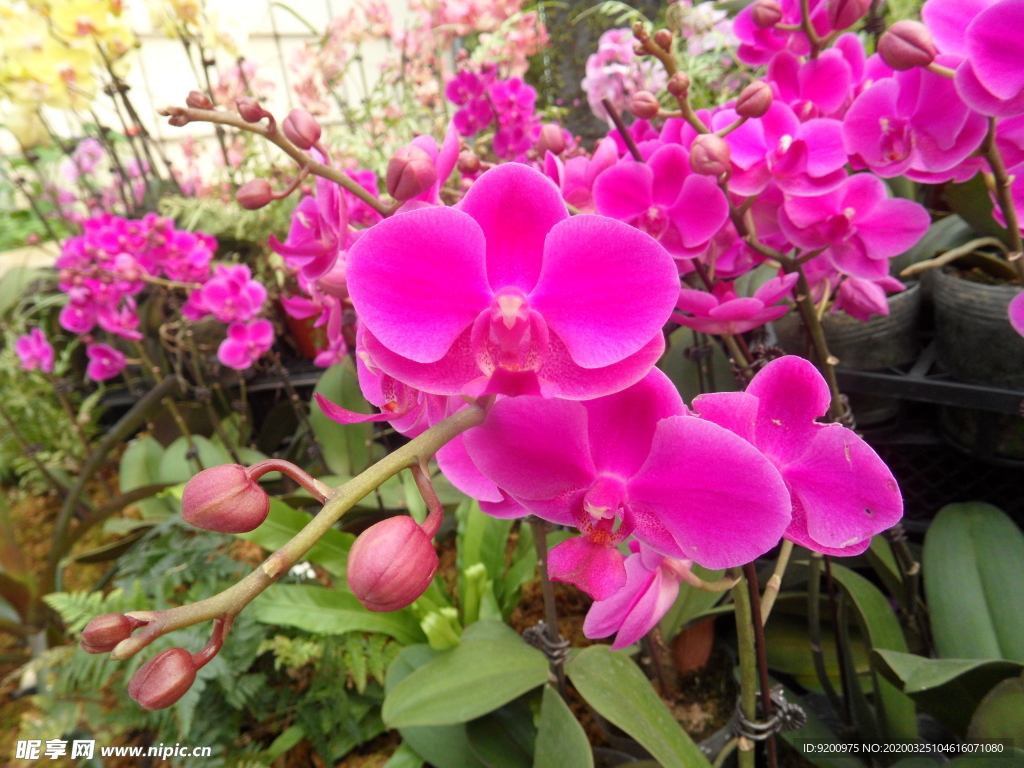 花
