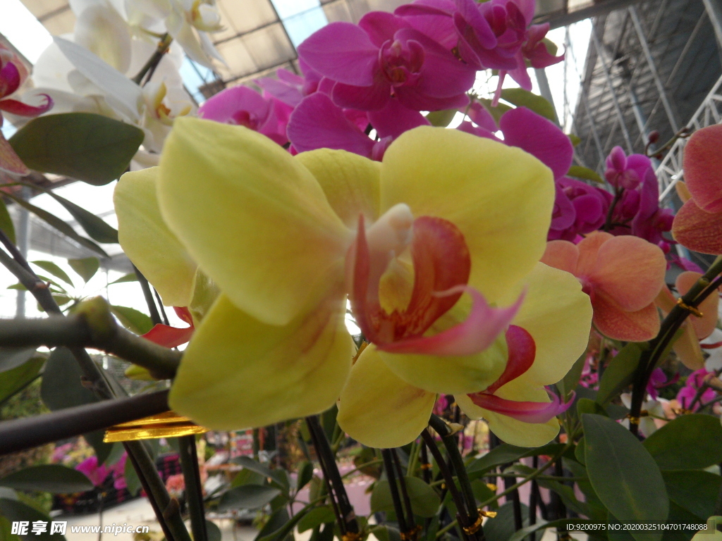 花