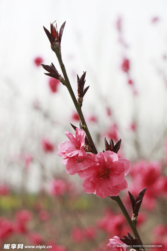 桃花