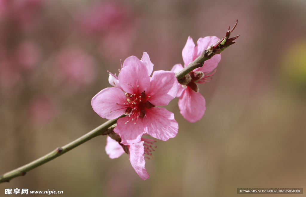 桃花