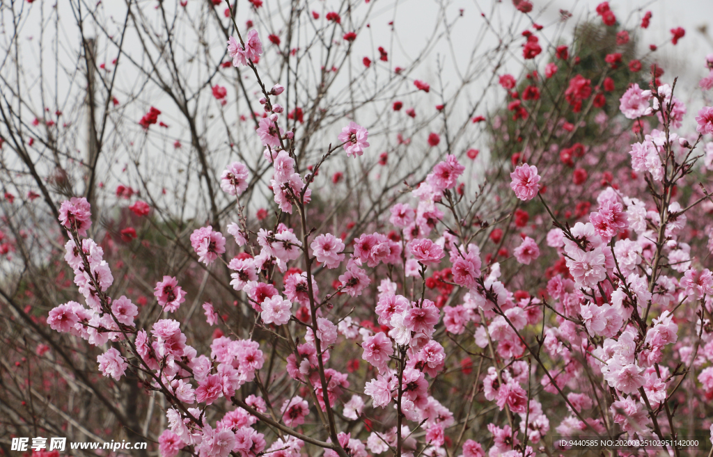 桃花