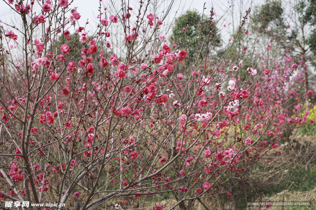 桃花