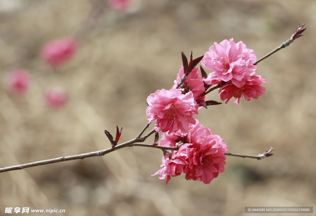 桃花