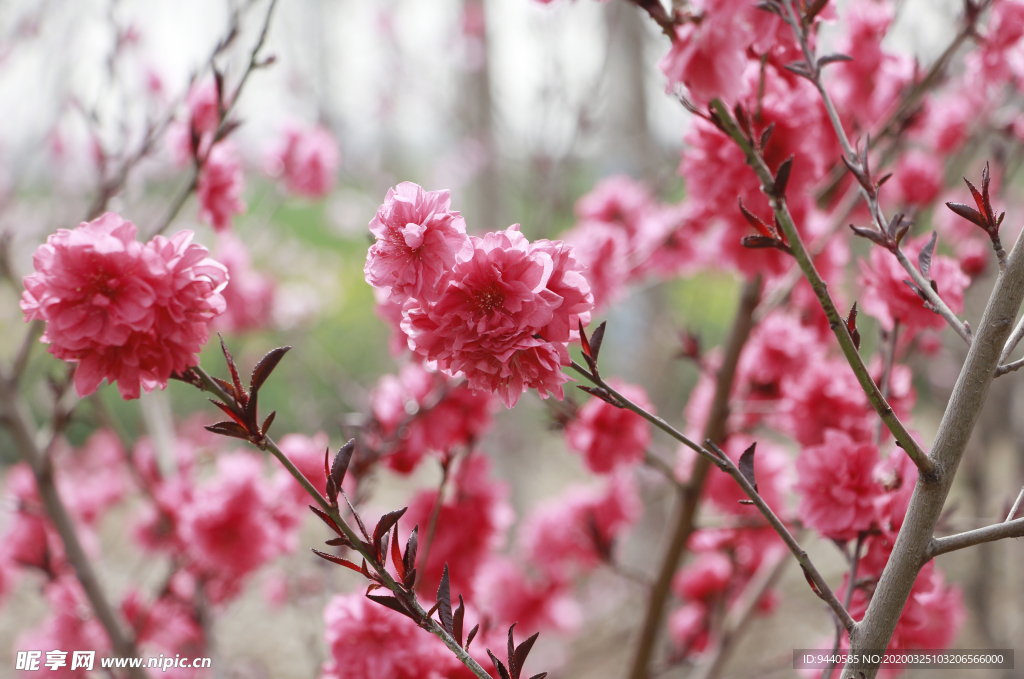 桃花