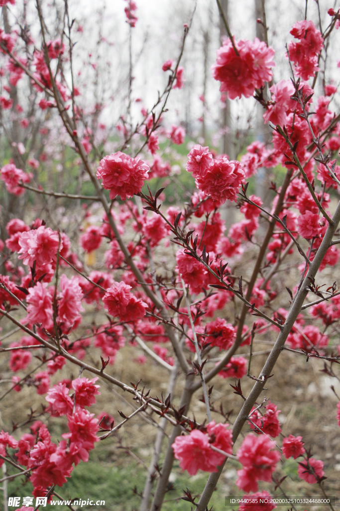 桃花