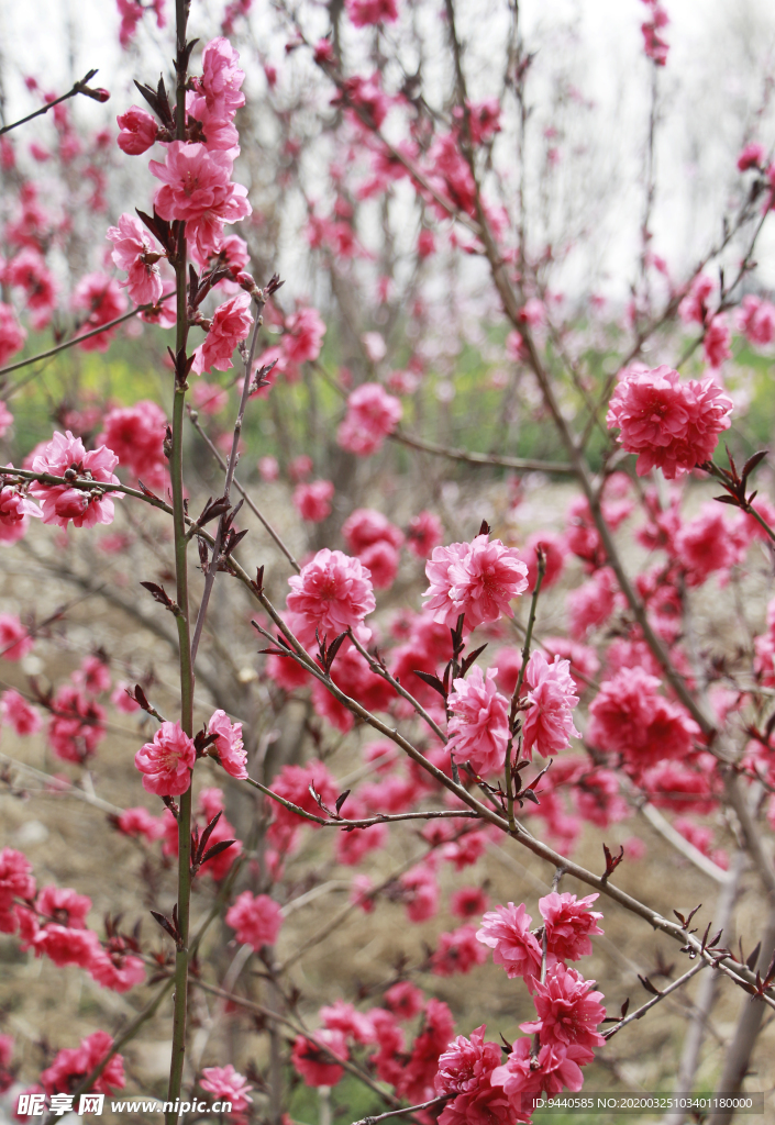 桃花