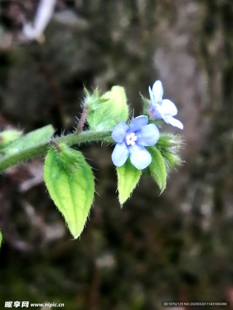 花