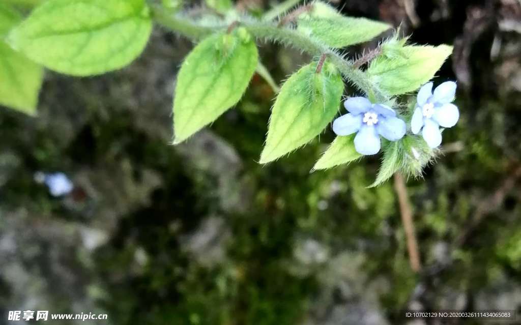 花
