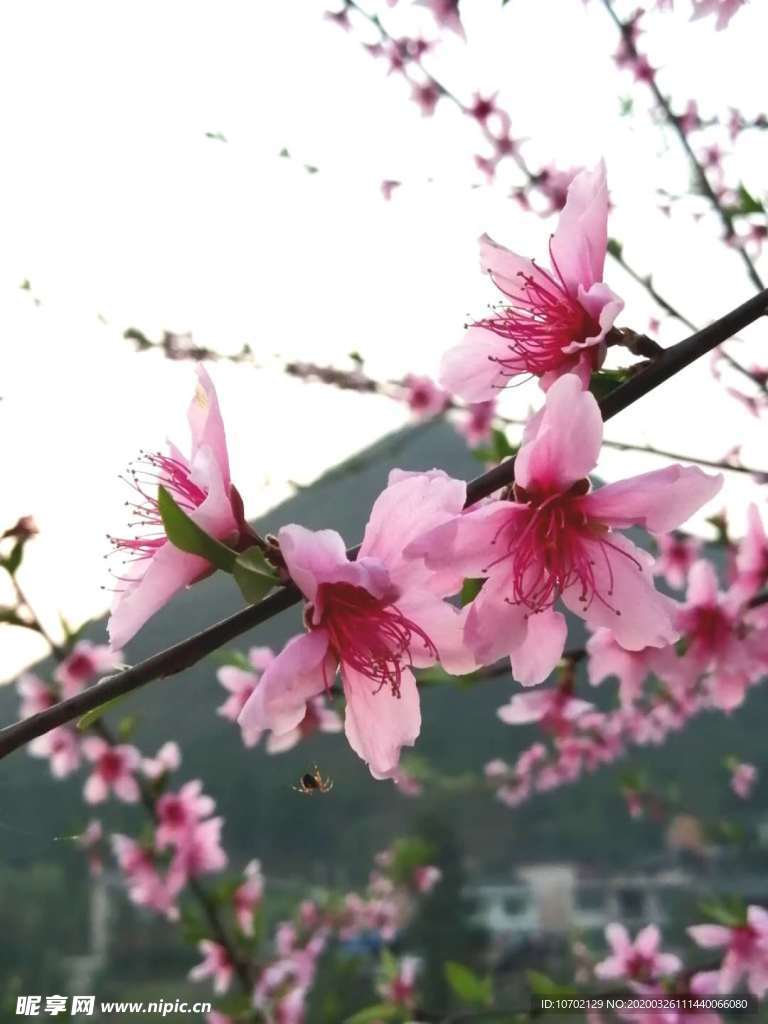 桃花