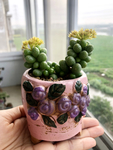多肉植物