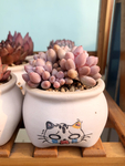 多肉植物
