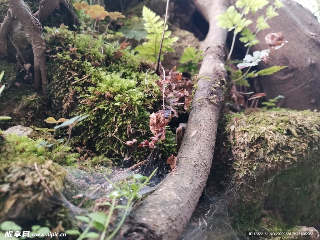 苔藓植被