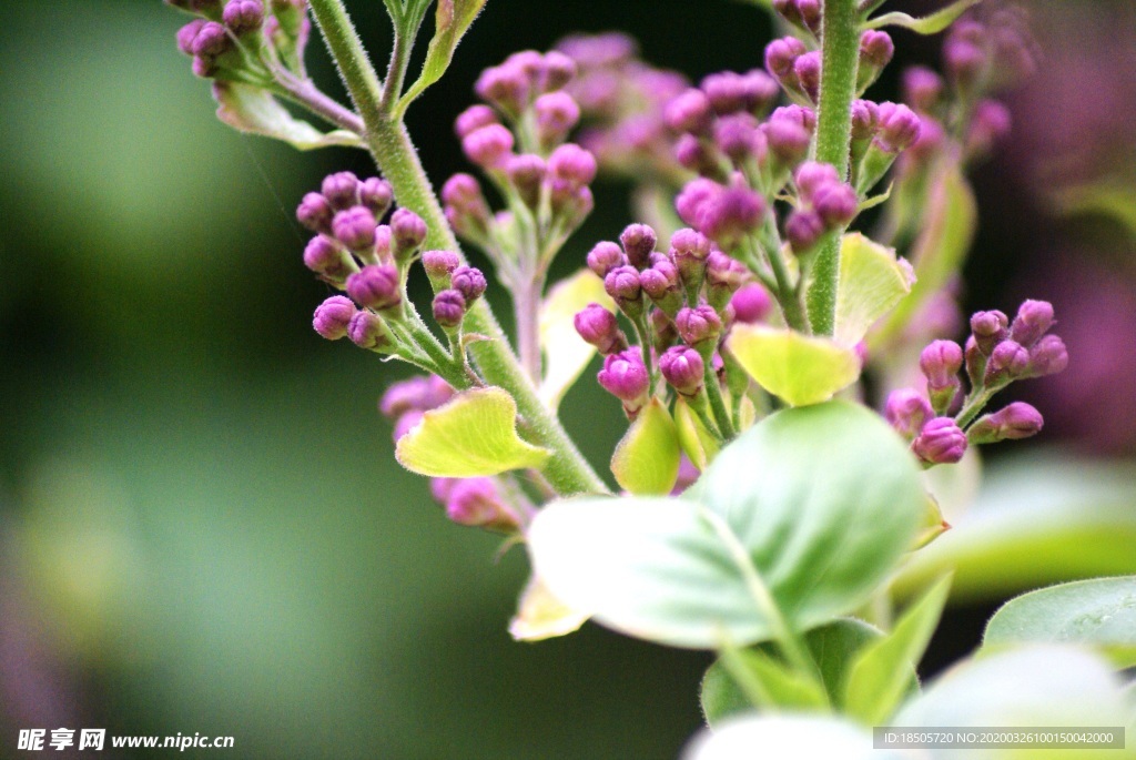 丁香花图片