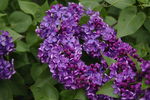丁香花图片