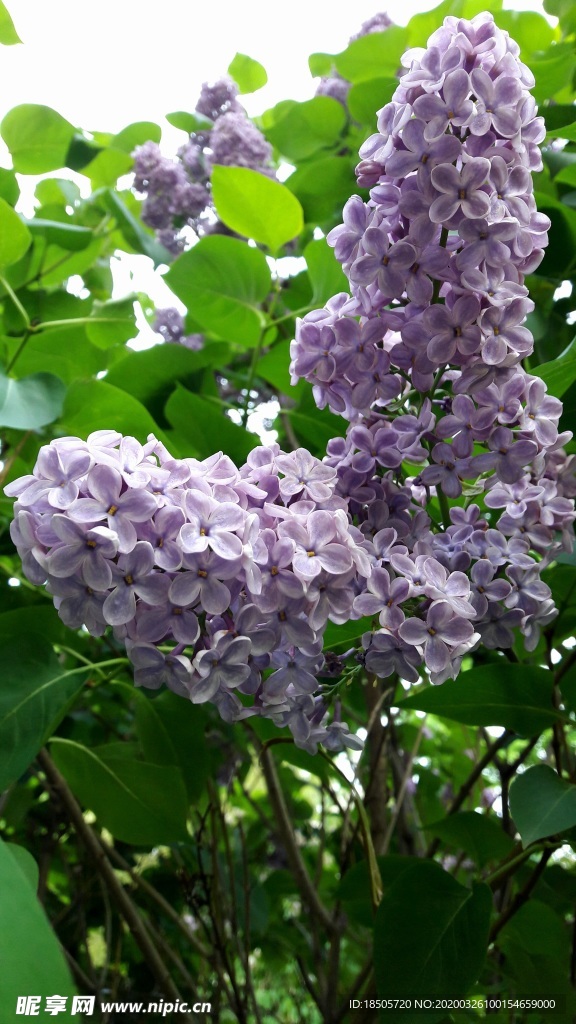 丁香花图片