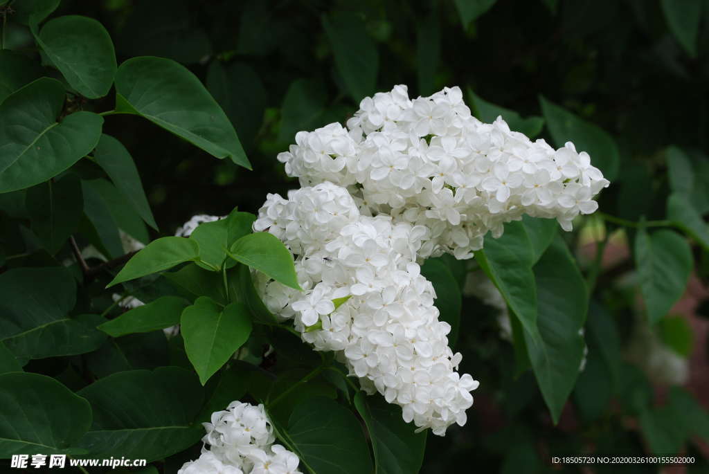 丁香花图片