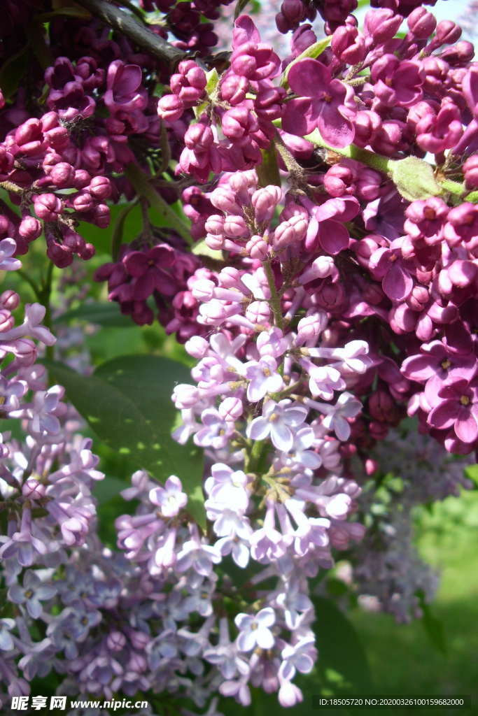 丁香花图片