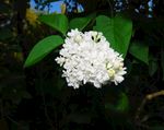 丁香花图片