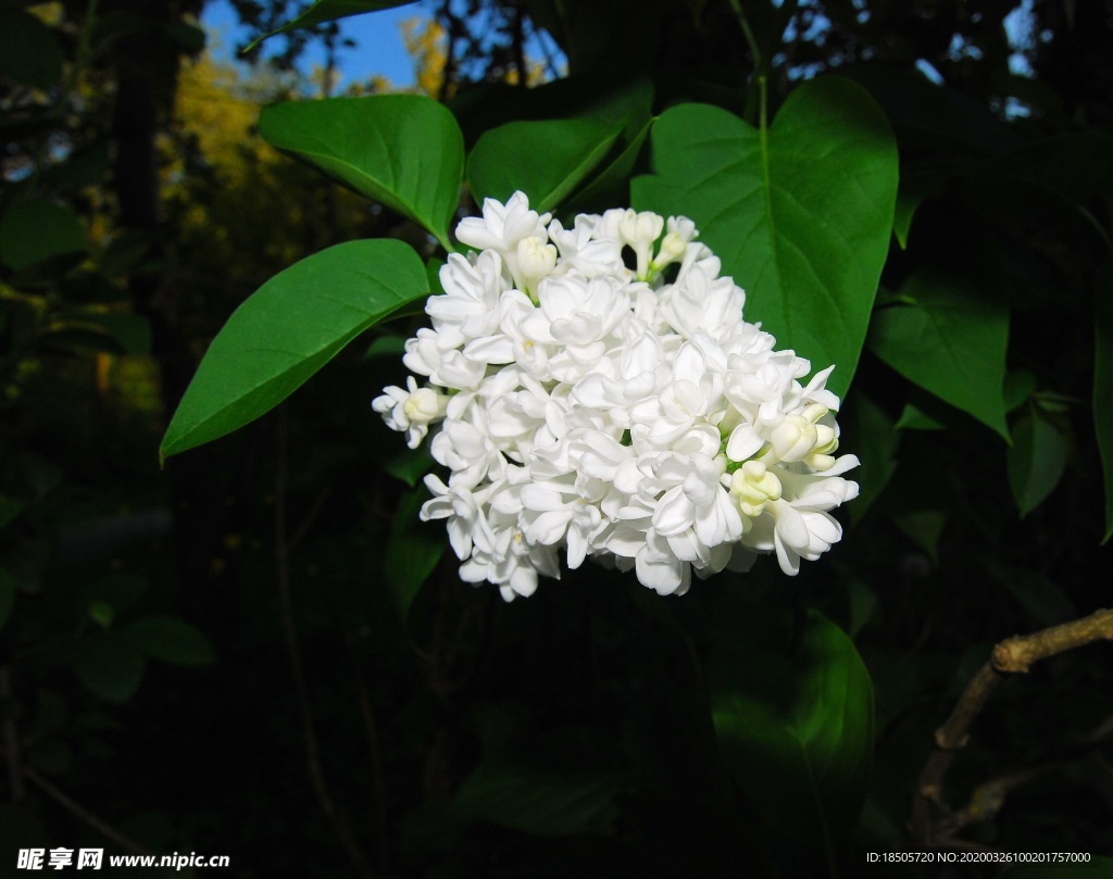 丁香花图片