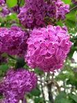 丁香花图片