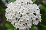 丁香花图片