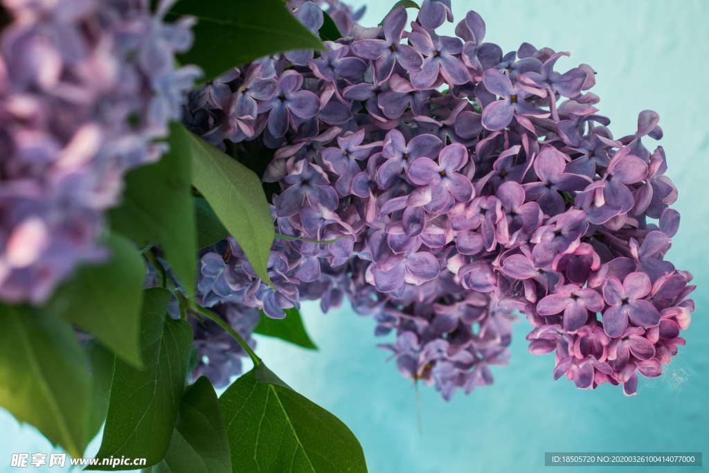 丁香花图片