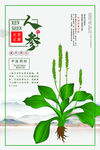 人参