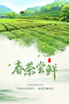 春茶尝鲜