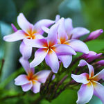 鲜花