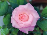 玫瑰花