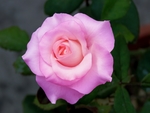 玫瑰花