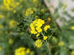 油菜花
