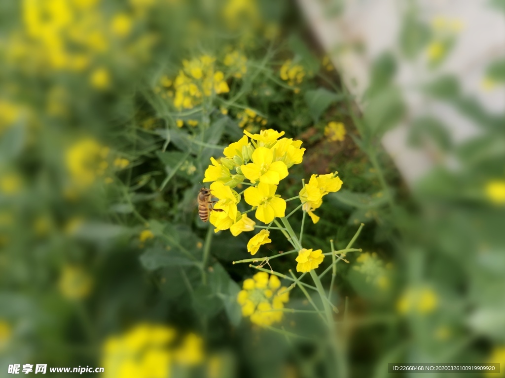 油菜花