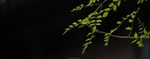 树木绿叶