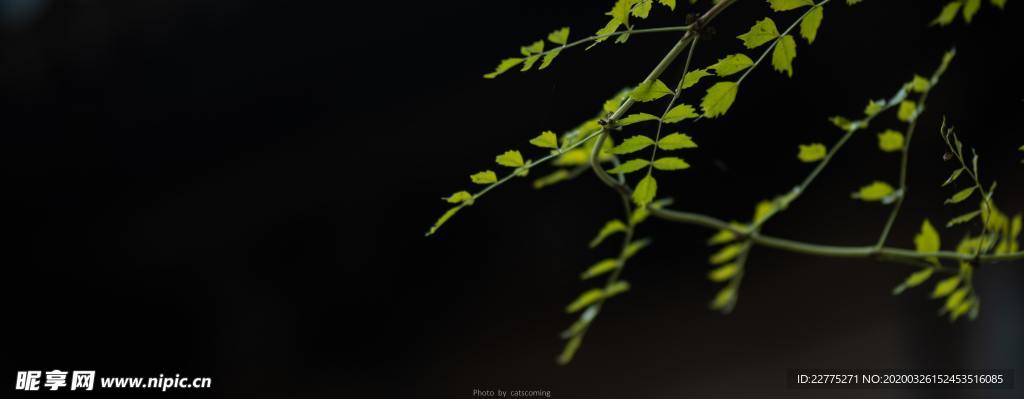 树木绿叶