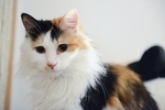 温柔的小花猫
