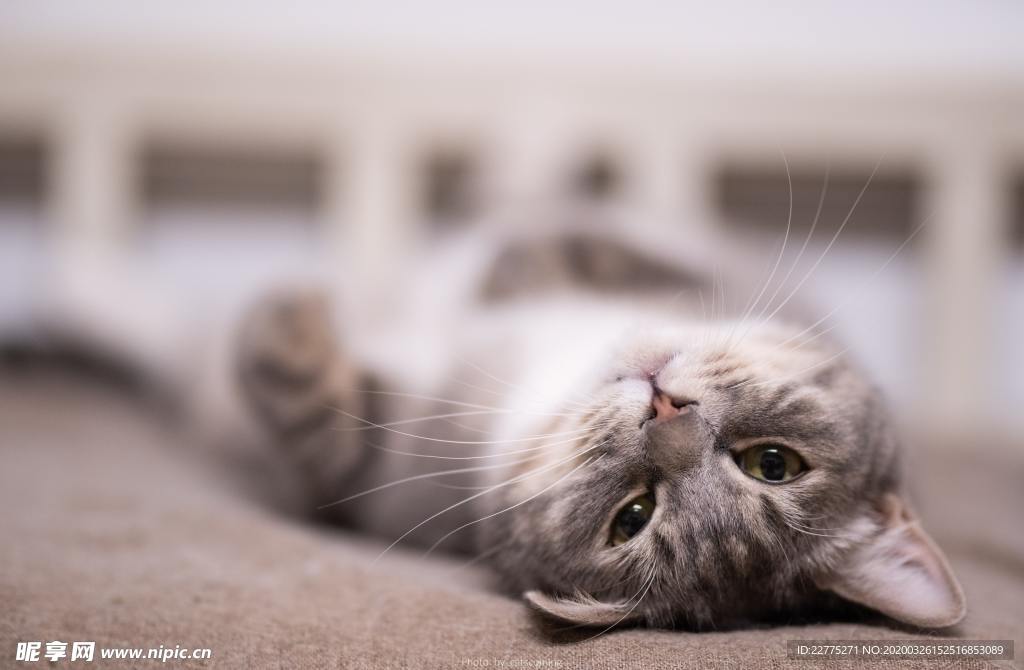 猫咪睡觉