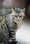 狸花猫