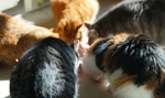吃午餐的猫咪