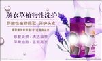 薰衣草洗护