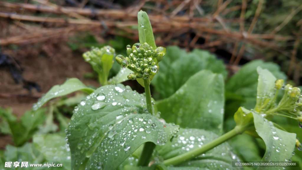 油菜花