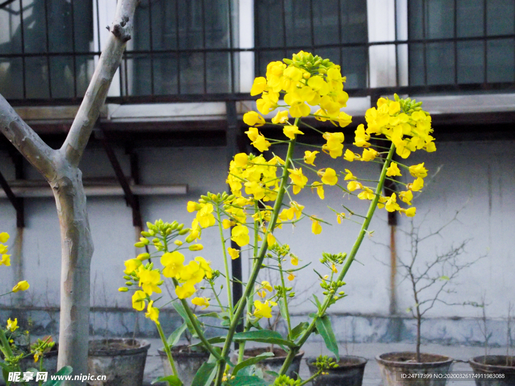 油菜花