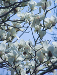 白玉兰 玉兰花