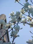 白玉兰 玉兰花