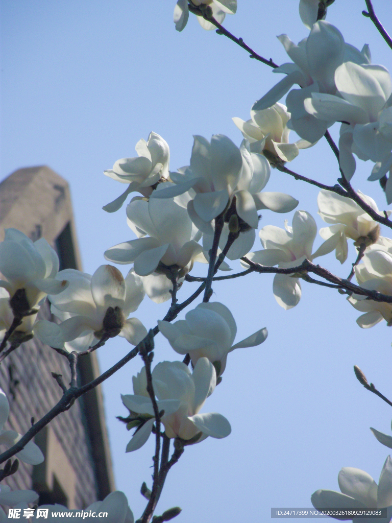 白玉兰 玉兰花