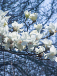 白玉兰 玉兰花