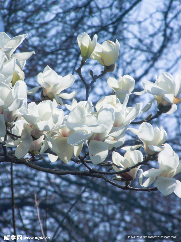 白玉兰 玉兰花